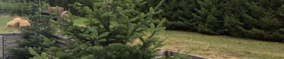 Juletræer,Pynte Grønt, Julepynt og julestue hos Holmevang Frugtplantage
